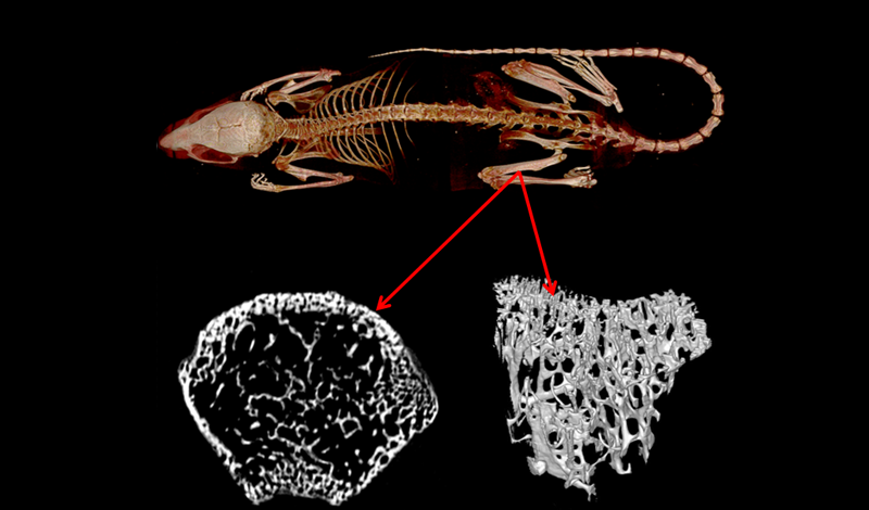 活体小鼠局部高分辨扫描(股骨)